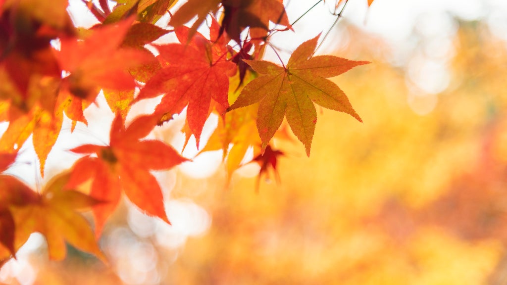 Summery fall warmth continues Thursday in Twin Cities ahead of weekend cooldown — WCCO / CBS Minnesota, Irving Community news