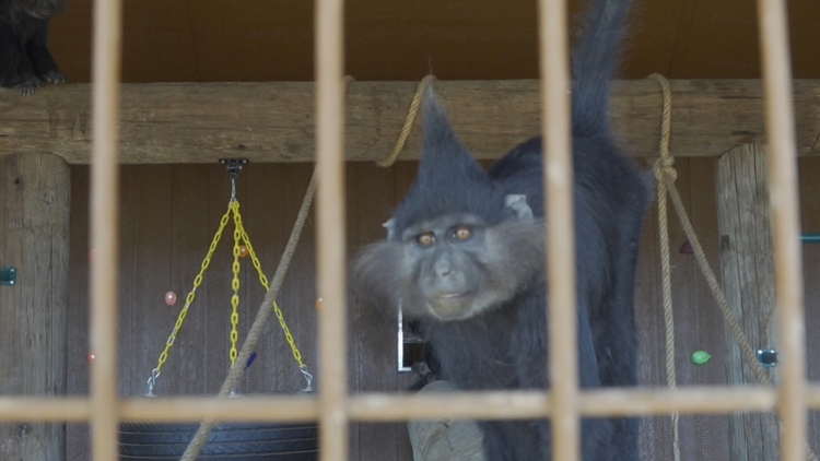 Exclusive look at Big Spring's newest community zoo — NewsWest 9 (Permian Basin), Irving Community news