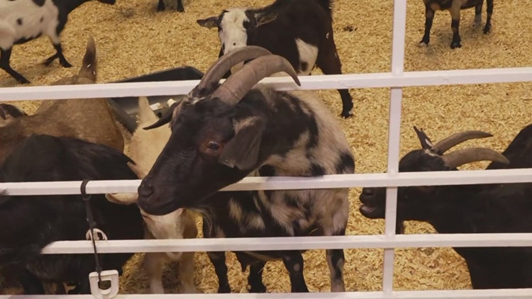 Health officials investigate E. coli cases possibly linked to State Fair of Texas petting zoo — Irving Health news