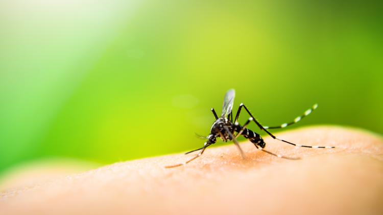 Hillsborough, Pinellas extend states of emergency due to rise in dengue cases — WTSP 10 Tampa Bay, Irving Community news